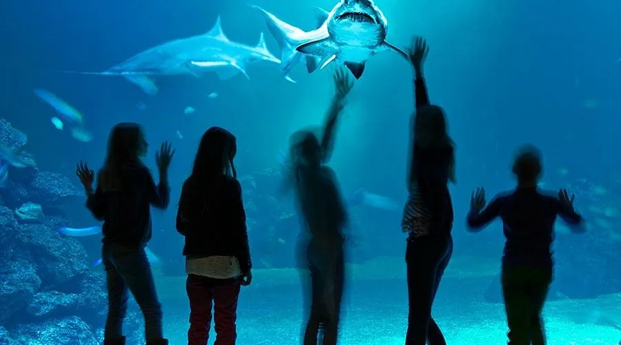 elever universeum